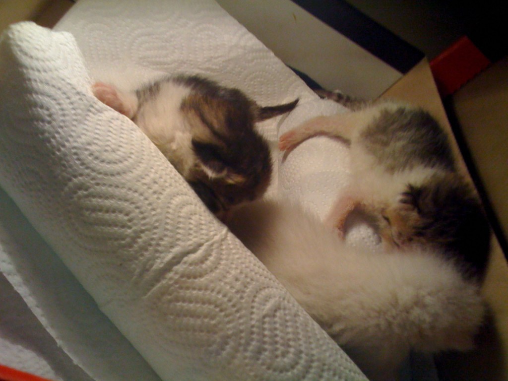 img_084711 img_084711