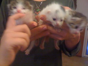 img_09011 img_09011