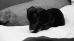 cel mai dragut